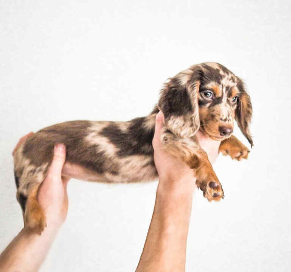 Dapple Dachshund Puppies For Sale
