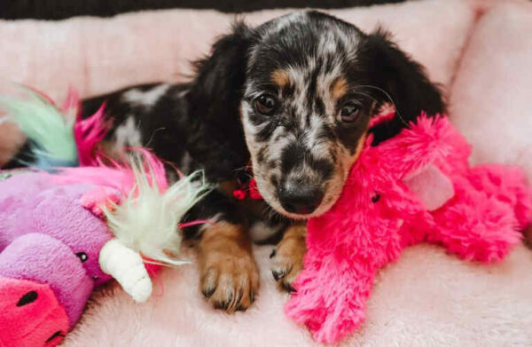Miniature Long Haired Dachshund Puppy