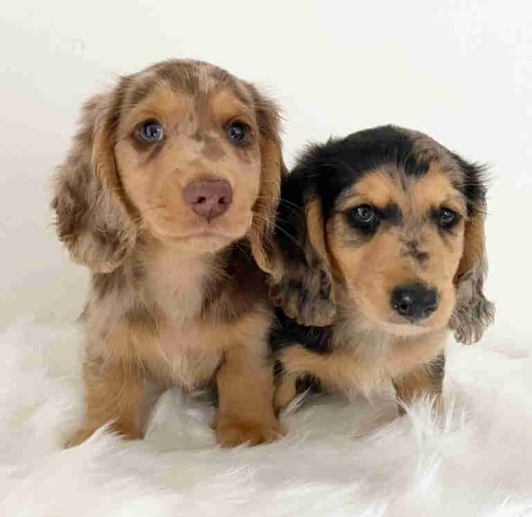 Dachshund Miniature Puppy For Sale