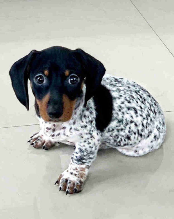 Buy Mini Dachshund Puppies