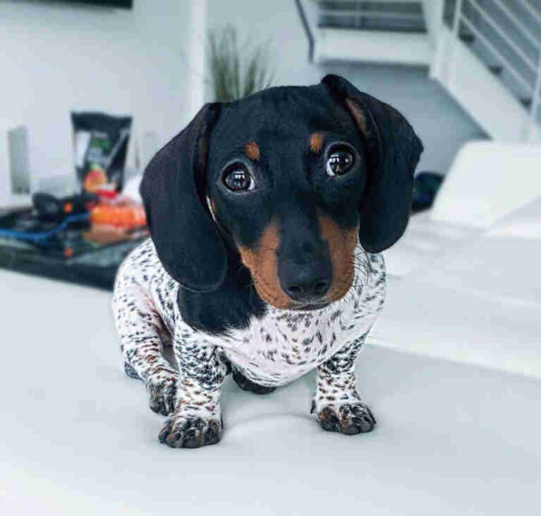 Buy Mini Dachshund Puppies