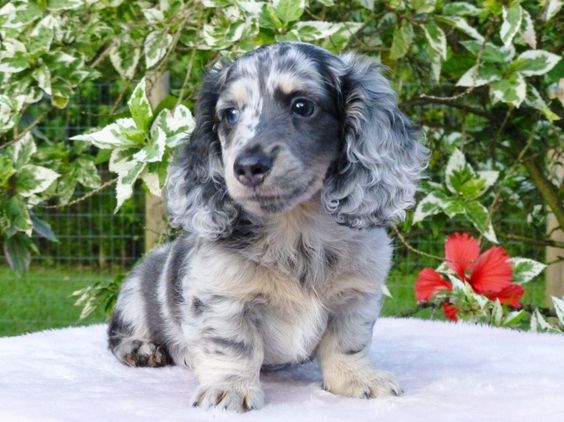 Long Haired Dachshund For Sale