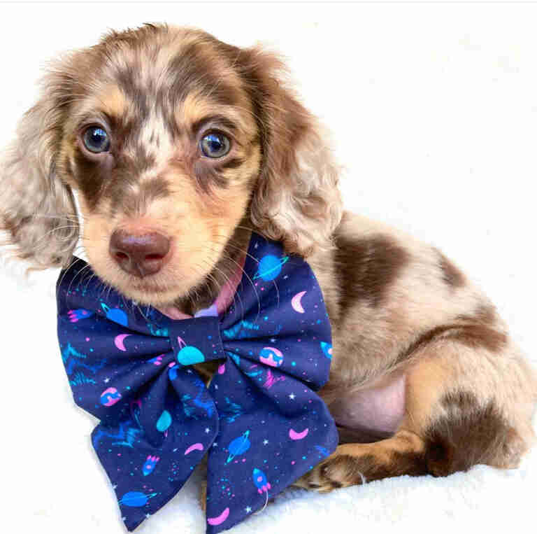 Long Haired Dachshund Puppies For Sale Near Me