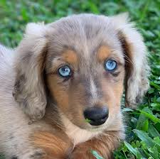 Miniature Dachshund Blue Eyes