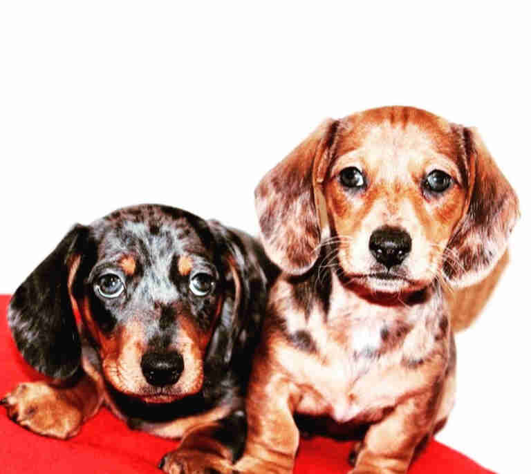 dachshund puppies for sale Alabama