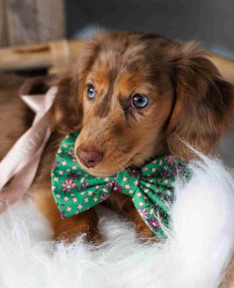 dachshund puppies for sale Arizona