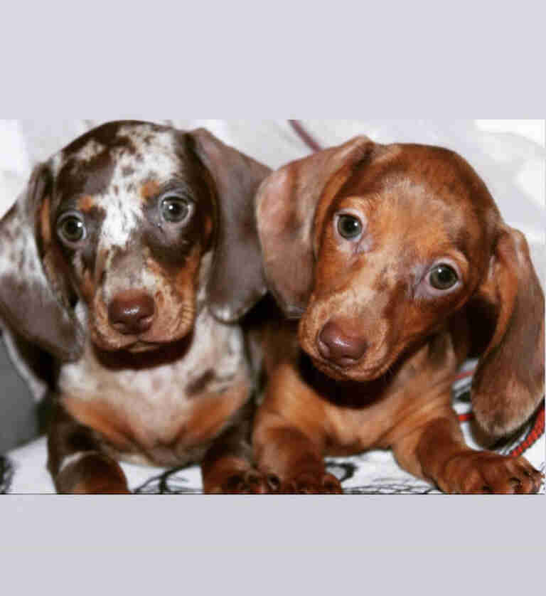dachshund puppies for sale Missouri