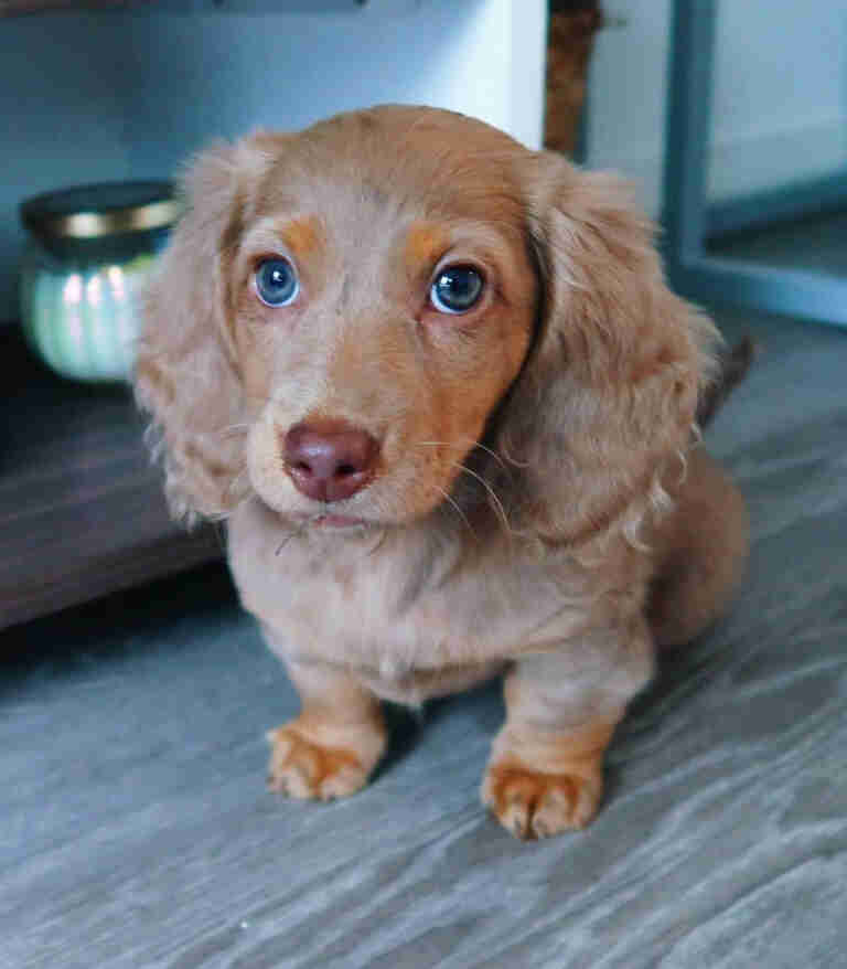 long haired dachshund adoption