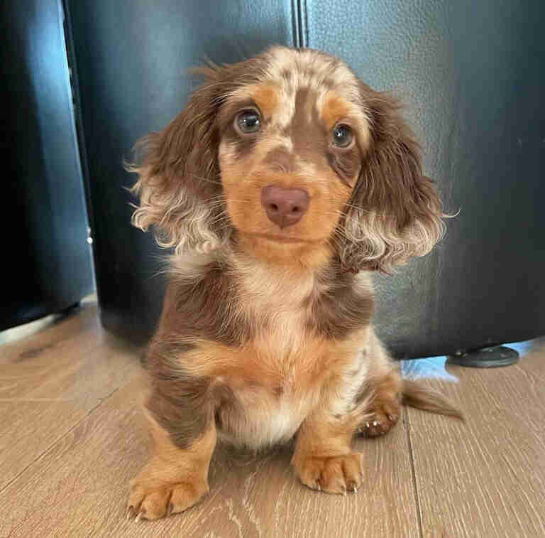 long haired mini dapple dachshund