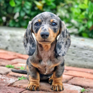 long haired dachshunds for sale indiana