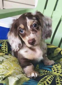 akc mini dapple dachshund puppies for sale