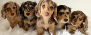 long haired miniature dachshund puppies for sale qld