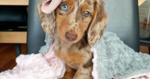 long haired miniature dachshund puppies for sale in south carolina