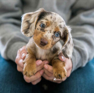 kc registered long haired miniature dachshund puppies for sale