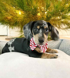 long haired miniature dachshund puppies for sale in missouri