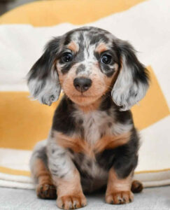 mini longhaired dapple dachshund puppies