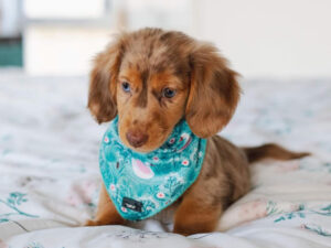 miniature dachshund puppies for sale toronto