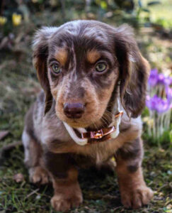 ultra miniature dachshund for sale near me