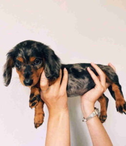 miniature dachshund puppies for sale sc