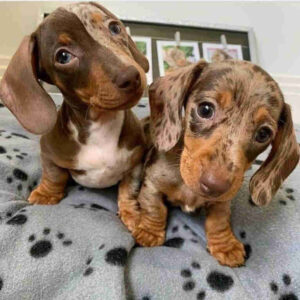 long haired dachshund puppies for sale ohio