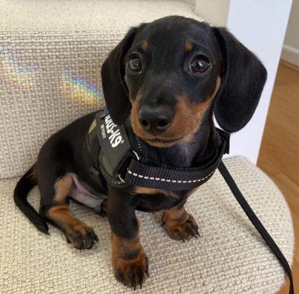 Miniature Dachshund Puppies For Sale
