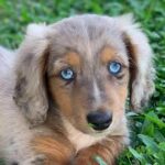 Dachshund Puppies For Sale in Georgia