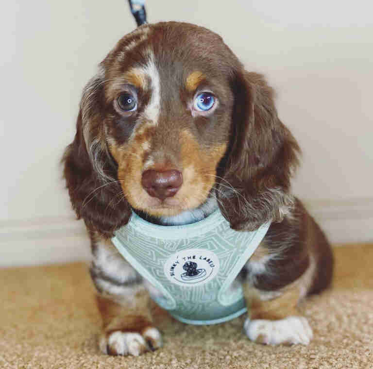 Dachshund Puppies For Sale in Kentucky
