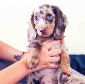 Dachshund Puppies For Sale in Michigan