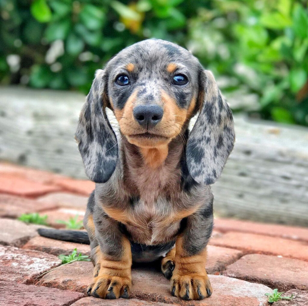 Dachshund Puppies For Sale in Utah