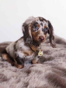 Dachshund Puppies For Sale in Virginia