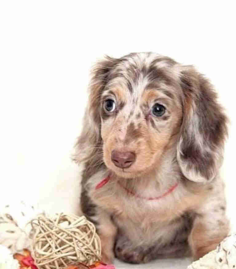Dachshund Puppies For Sale in Wisconsin