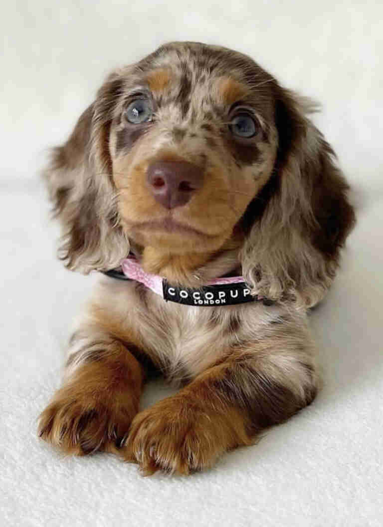 Dachshund Puppies for Sale in Connecticut
