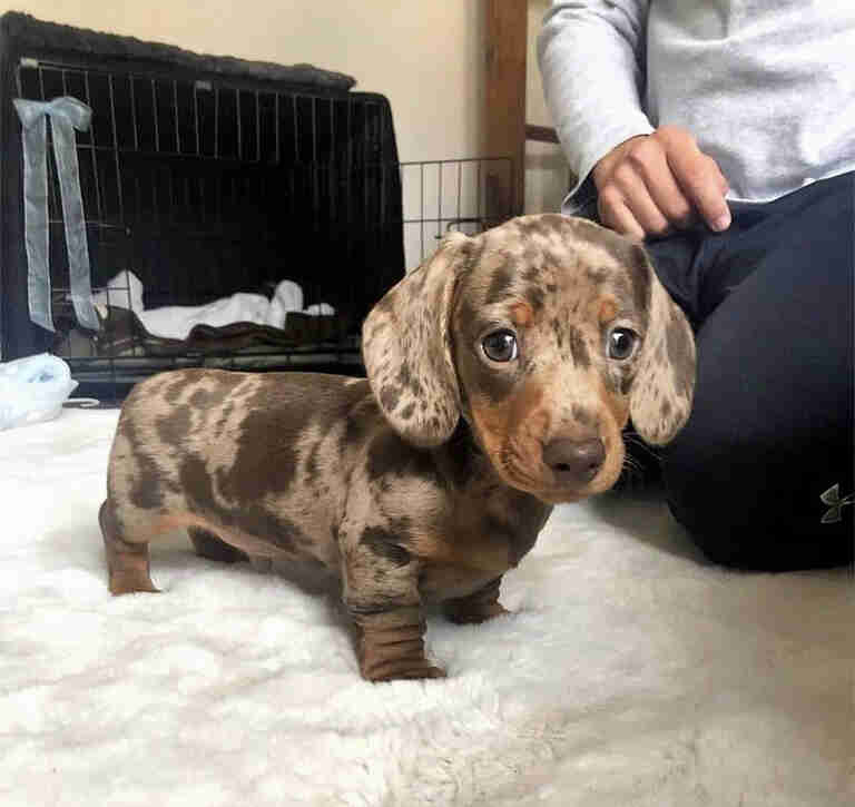 Dachshund Puppies for Sale in ND