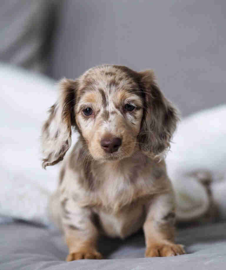 Dachshund Puppies for Sale in NJ