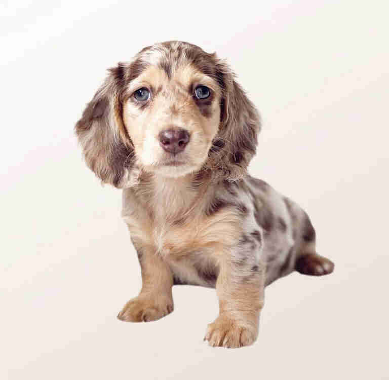 Dachshund Puppies for Sale in NM 1