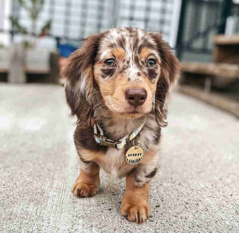 Dachshund Puppies for Sale in Nevada