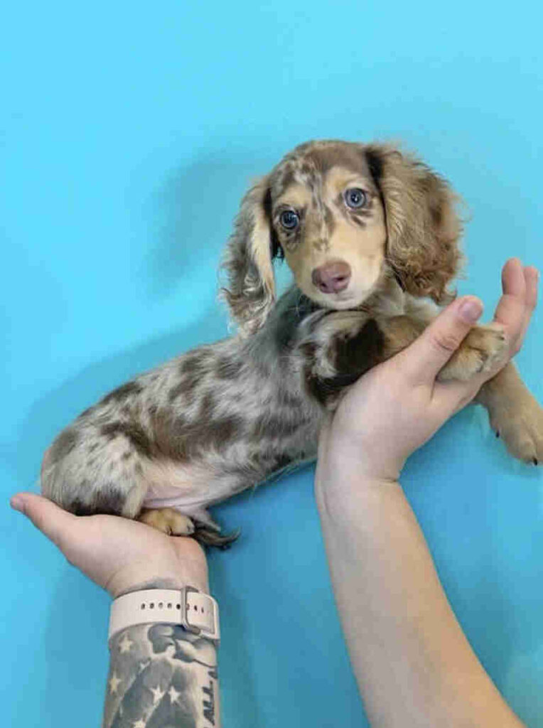 Dachshund Puppies for Sale in Washington