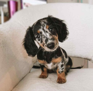 Dachshund Puppies for sale in Tennessee