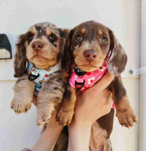 Dachshund Puppies in California