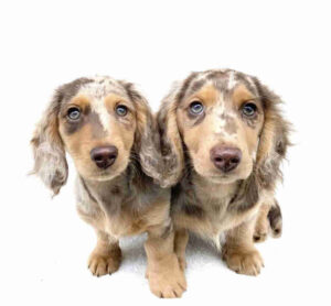 dapple dachshund puppy for sale uk