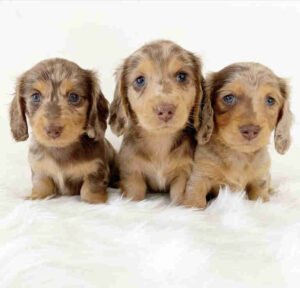 dapple dachshund puppy cost