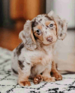 Dapple Dachshund Puppies for Sale South Carolina