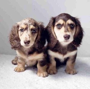 dapple dachshund puppy for sale nsw
