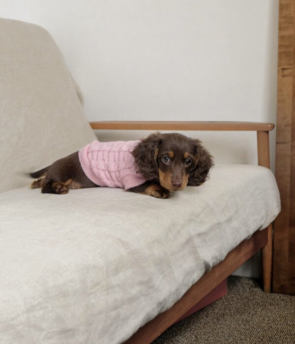 Long Haired Dachshunds For Sale