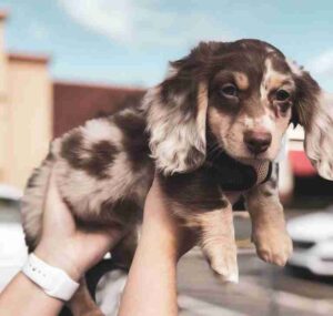 Mini Long Haired Dachshund for Sale