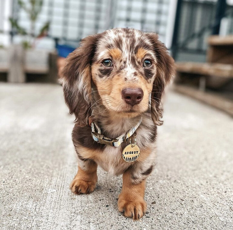 dapple dachshund mini for sale