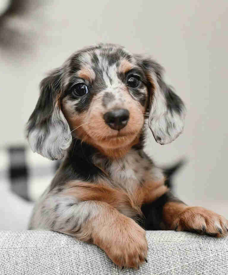 dapple dachshund miniature for sale
