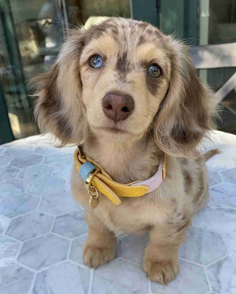standard dachshund puppies for sale