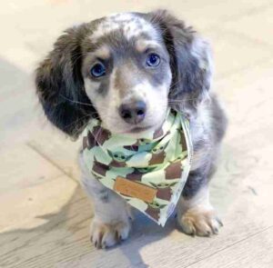 Dachshund Puppies For Sale in Gastonia