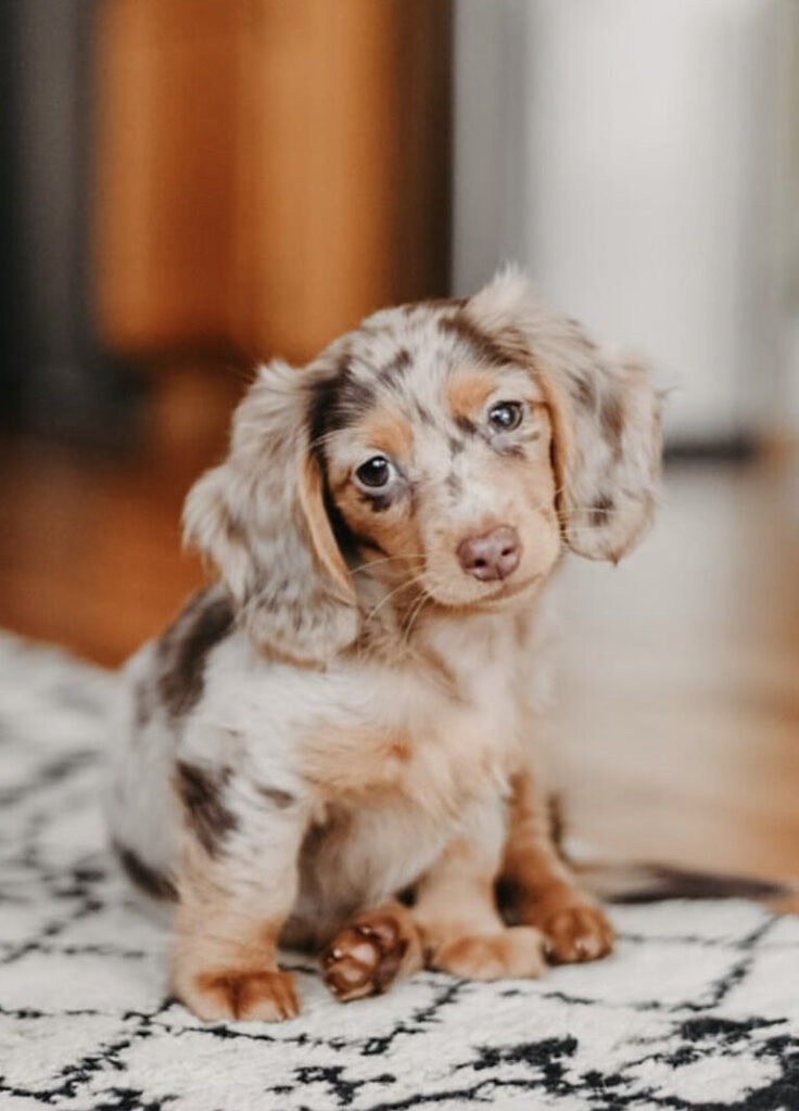 Dachshund Puppies For Sale in Southaven